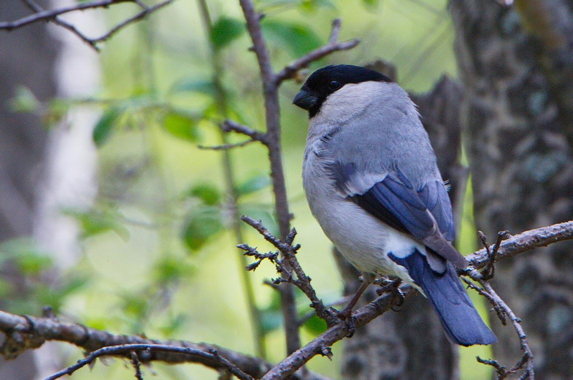 Птицы иркутска названия и фото Серый снегирь (Pyrrhula cineracea). Птицы Сибири.