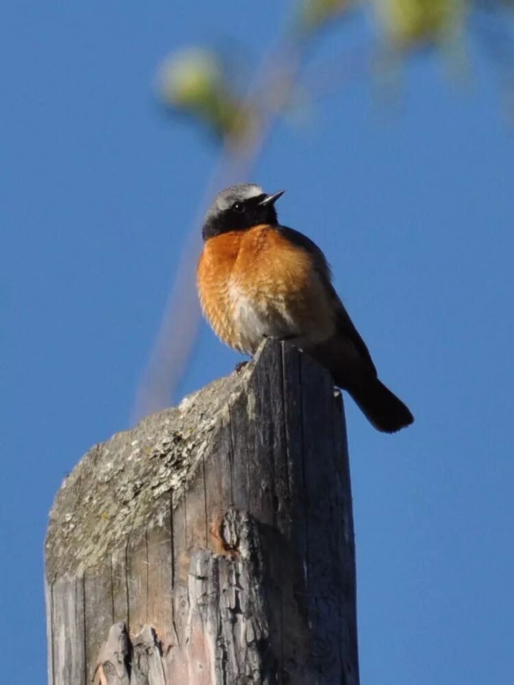 Птицы иркутска названия и фото Горихвостка-лысушка (Phoenicurus phoenicurus). Птицы Сибири.