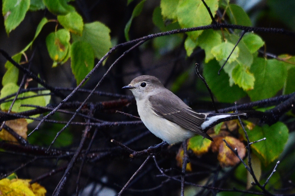 Птицы иркутска названия и фото Taiga Flycatcher (Ficedula albicilla). Birds of Siberia.