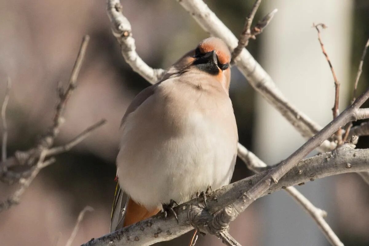 Птицы иркутска названия и фото Bohemian Waxwing (Bombycilla garrulus). Birds of Siberia.