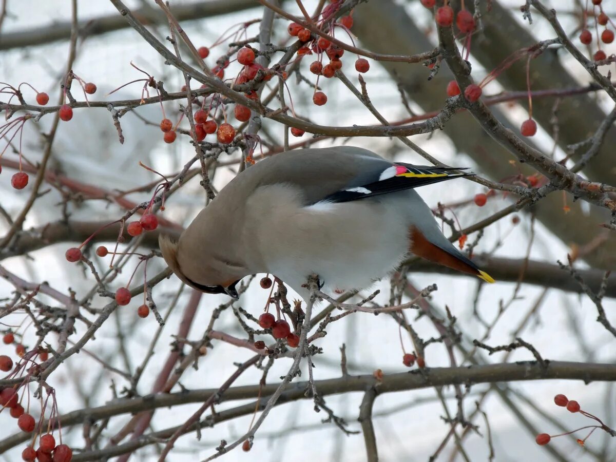 Птицы иркутска названия и фото Bohemian Waxwing (Bombycilla garrulus). Birds of Siberia.