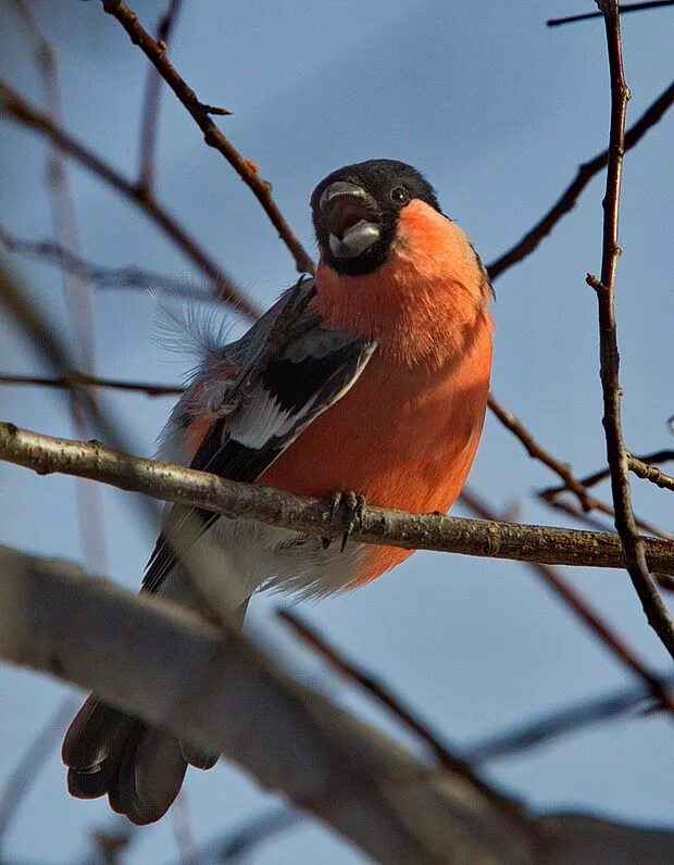 Птицы иркутска названия и фото Northern Bullfinch (Pyrrhula pyrrhula). Birds of Siberia.