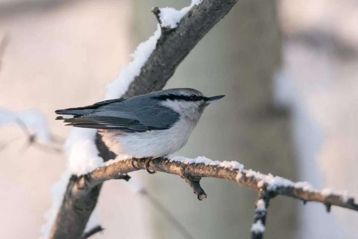 Птицы иркутской области фото Eurasian Nuthatch (Sitta europaea). Birds of Siberia.