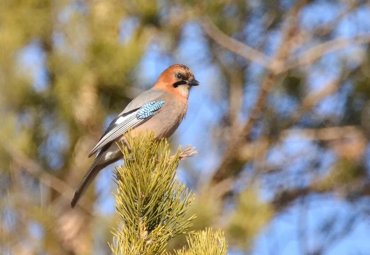 Птицы иркутской области фото Сойка (Garrulus glandarius). Птицы Сибири.