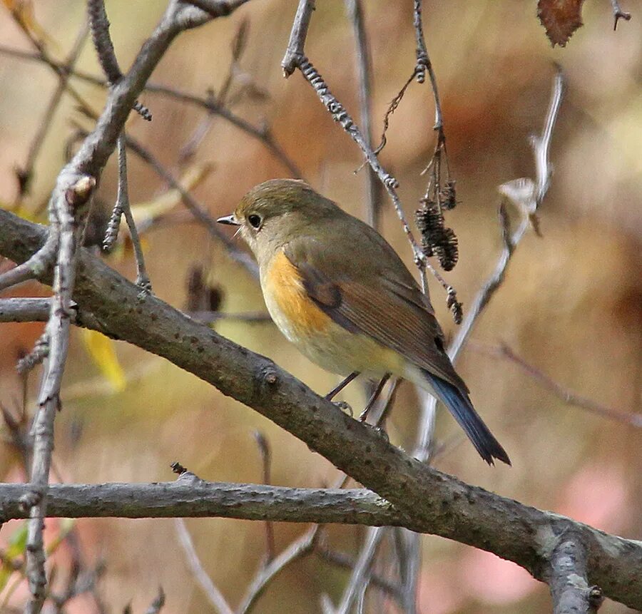 Птицы иркутской области фото Red-flanked Bluetail (Tarsiger cyanurus). Birds of Siberia.