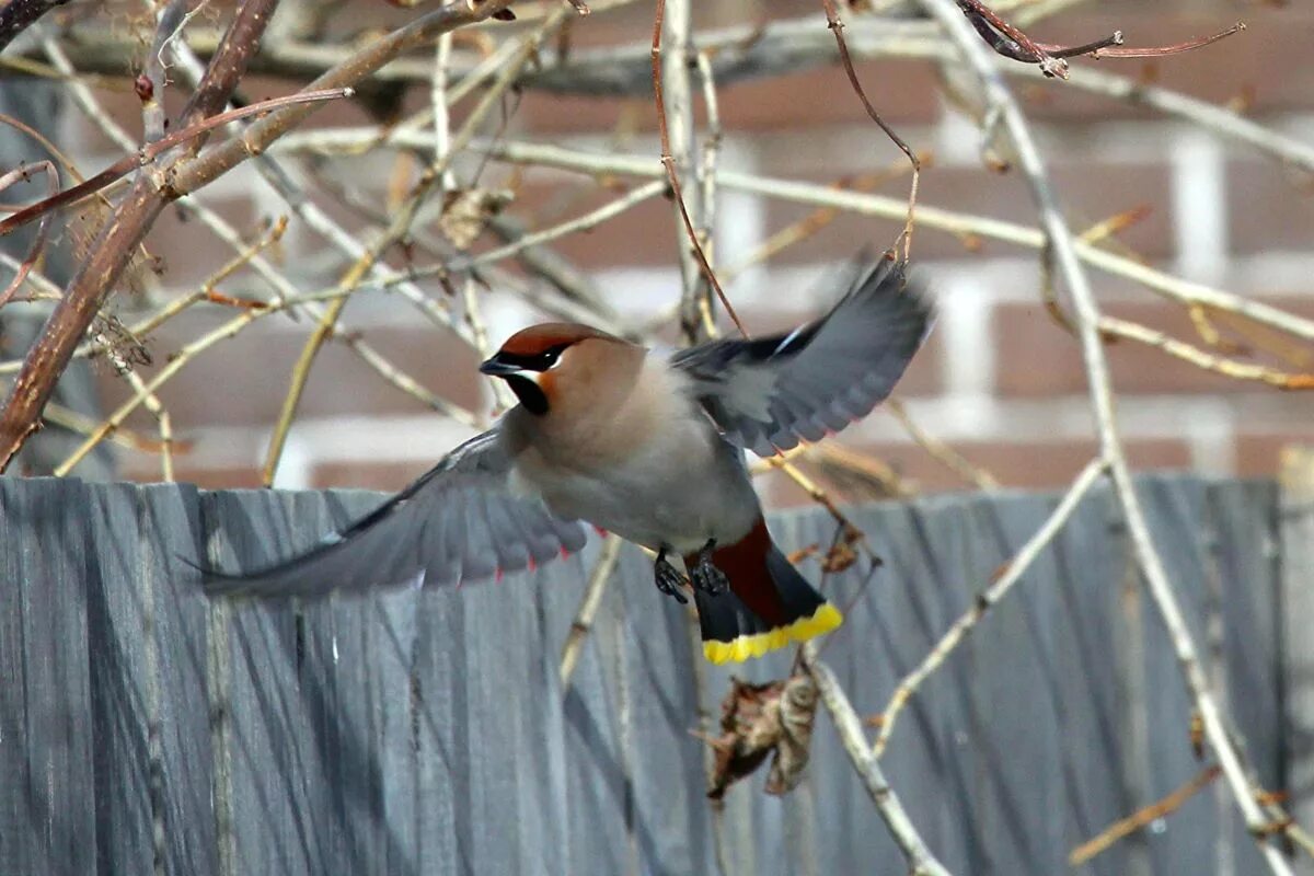 Птицы иркутской области фото Bohemian Waxwing (Bombycilla garrulus). Birds of Siberia.