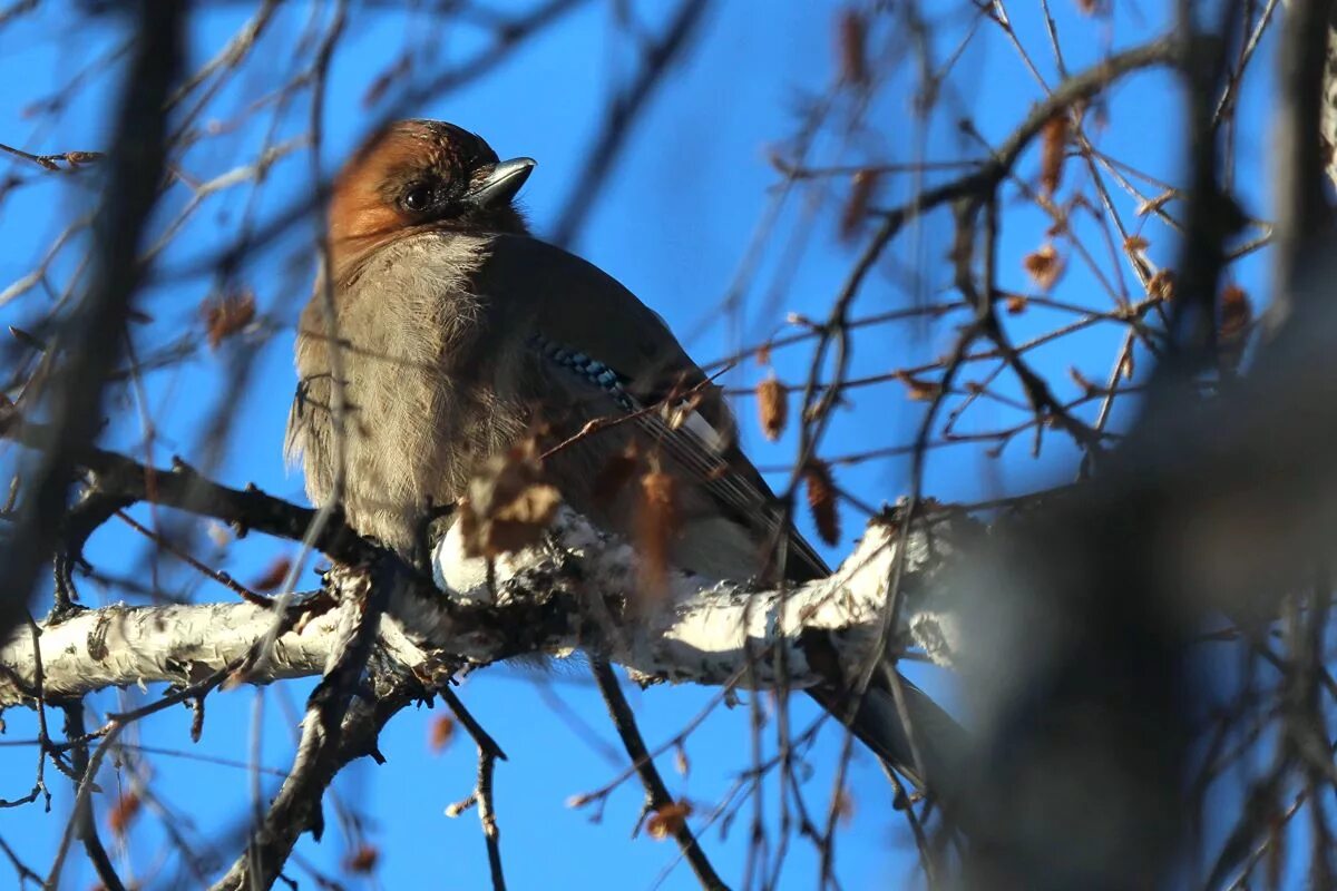 Птицы иркутской области фото Eurasian Jay (Garrulus glandarius). Birds of Siberia.