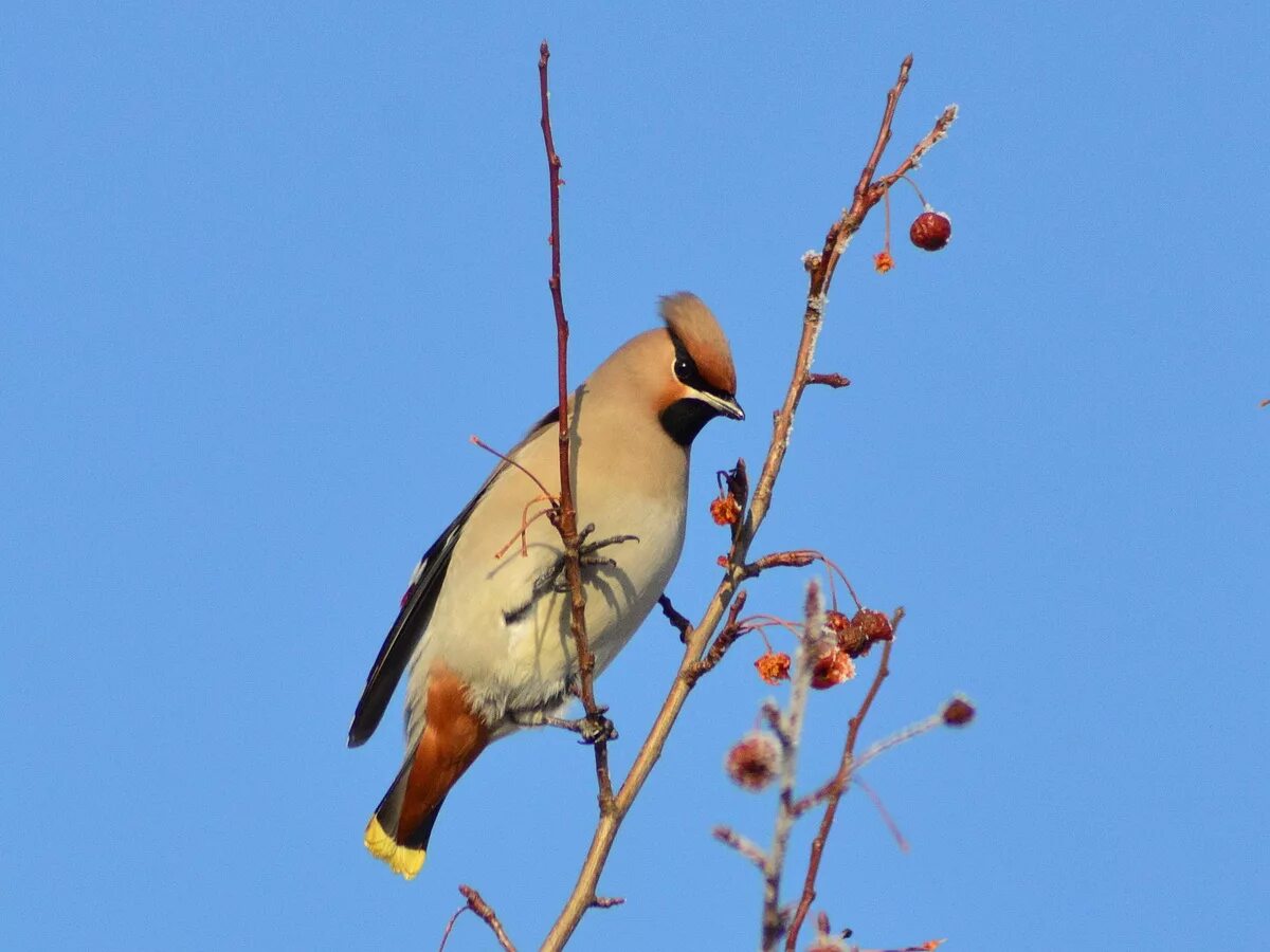 Птицы иркутской области фото Bohemian Waxwing (Bombycilla garrulus). Birds of Siberia.