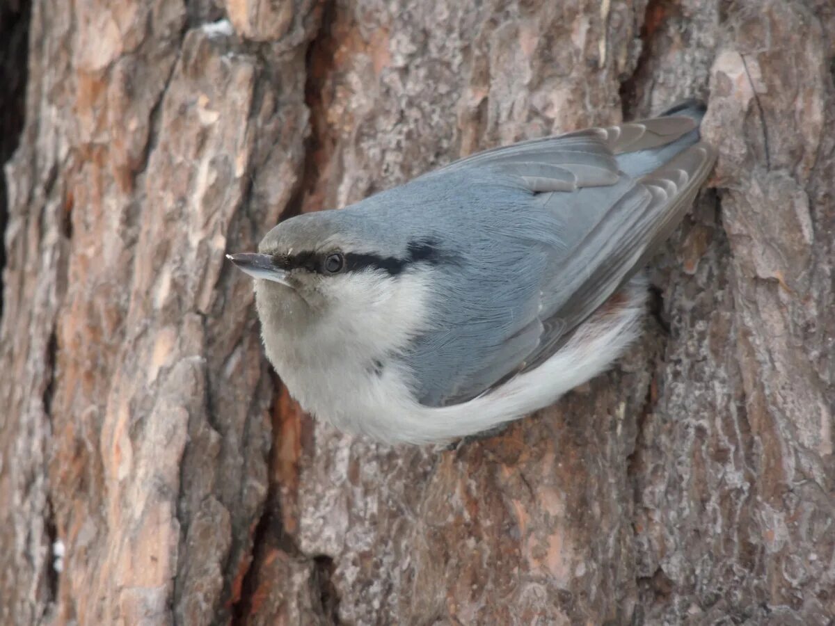 Птицы иркутской области фото Eurasian Nuthatch (Sitta europaea). Birds of Siberia.