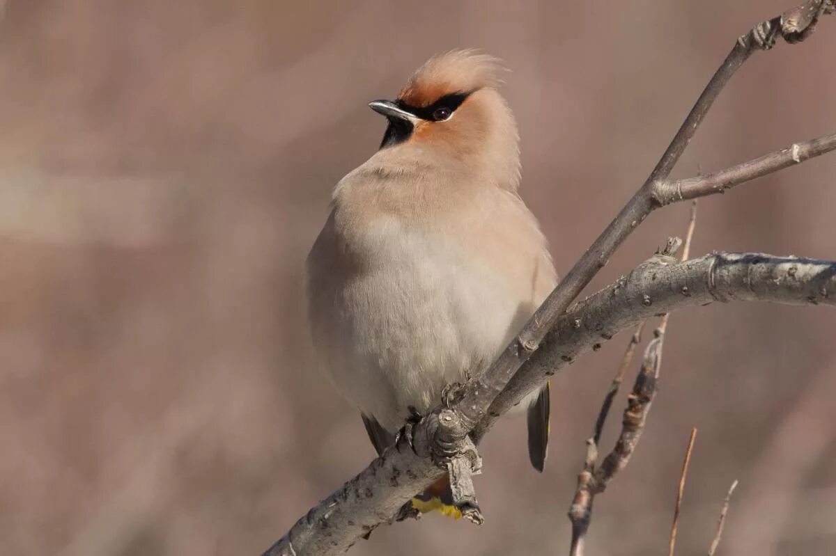 Птицы иркутской области фото с названиями Bohemian Waxwing (Bombycilla garrulus). Birds of Siberia.