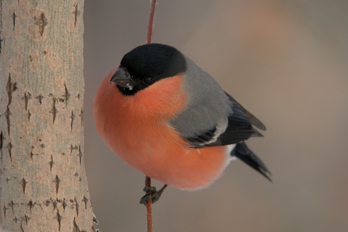 Птицы иркутской области фото с названиями Northern Bullfinch (Pyrrhula pyrrhula). Birds of Siberia.