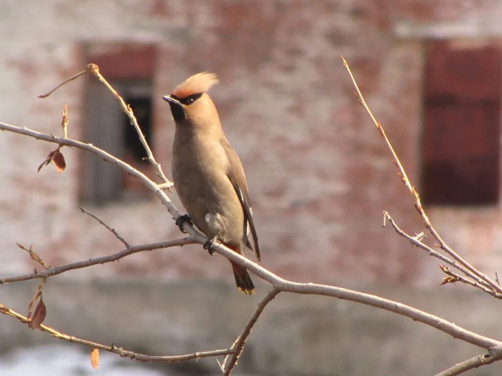 Птицы иркутской области фото с названиями Bohemian Waxwing (Bombycilla garrulus). Birds of Siberia.