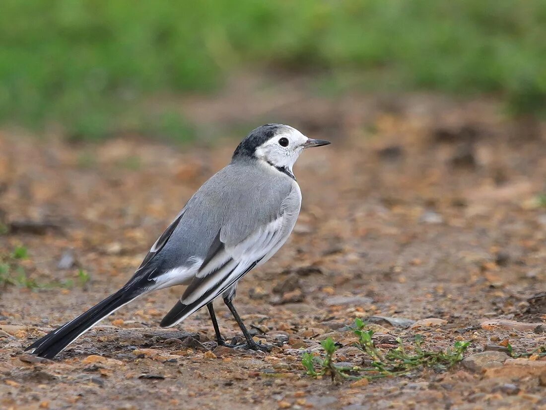 Птицы иркутской области фото с названиями White Wagtail (Motacilla alba baicalensis). Birds of Siberia.