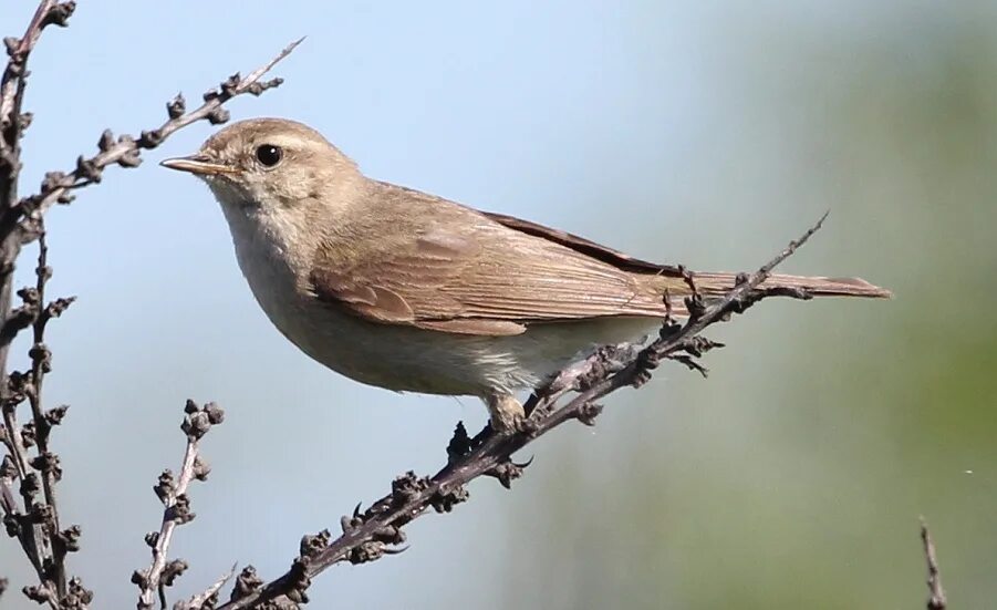 Птицы иркутской области фото с названиями Common Chiffchaff (Phylloscopus collybita). Birds of Siberia.