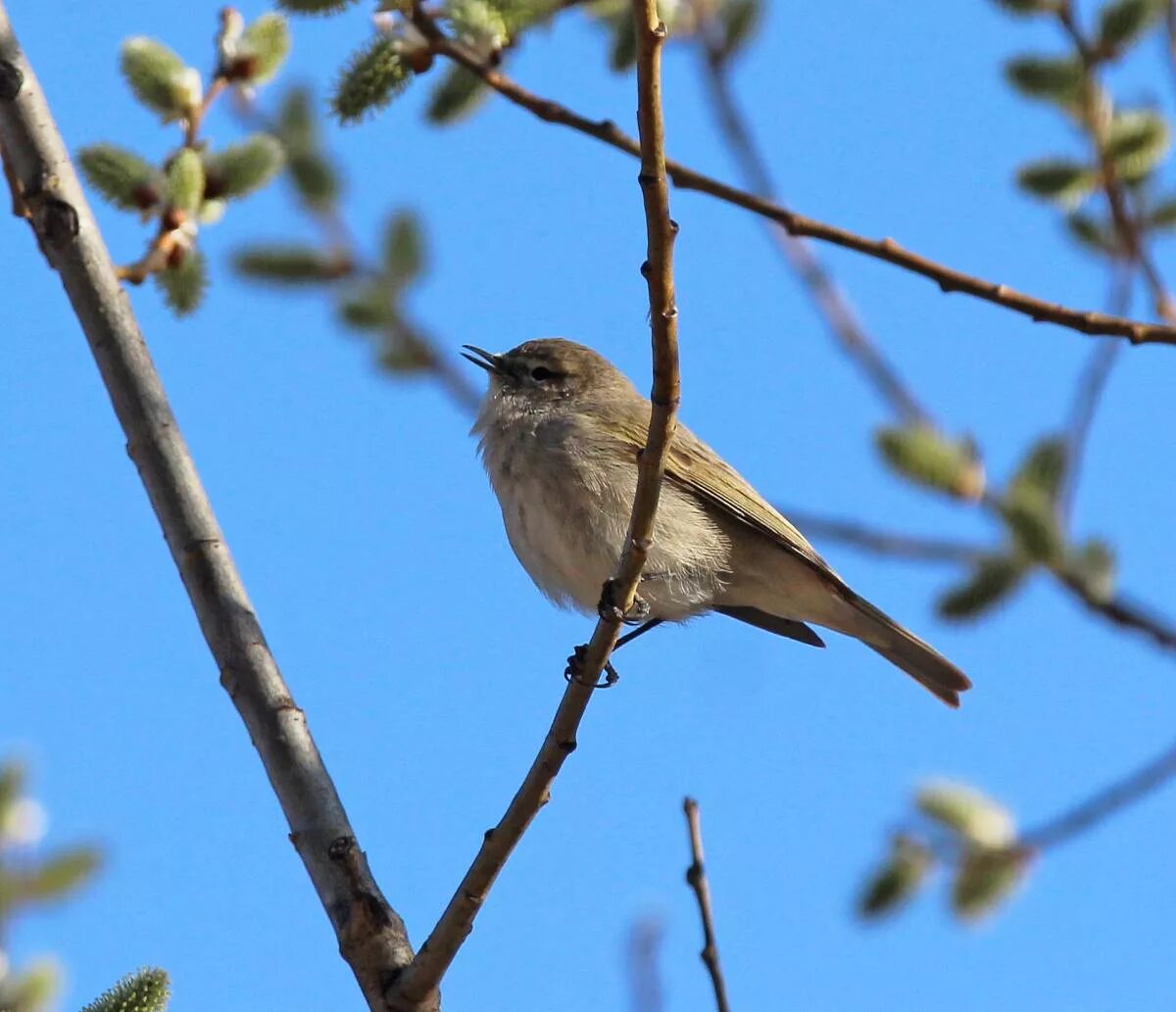 Птицы иркутской области фото с названиями Common Chiffchaff (Phylloscopus collybita). Birds of Siberia.