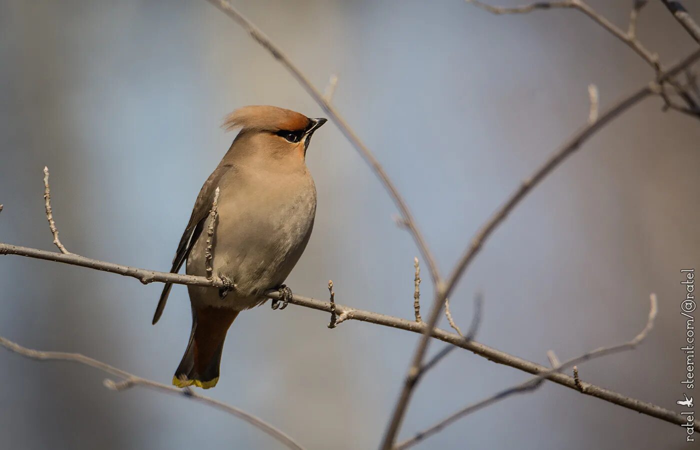 Птицы ивановской области фото Ratel's photos #221 Forest Birds-168 - Steemit