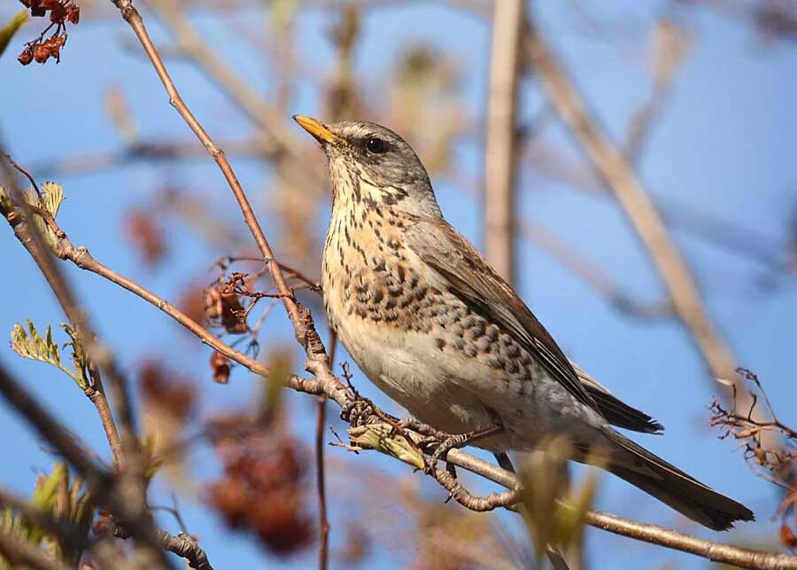 Птицы ивановской области фото Fieldfare (Turdus pilaris). Birds of Siberia.