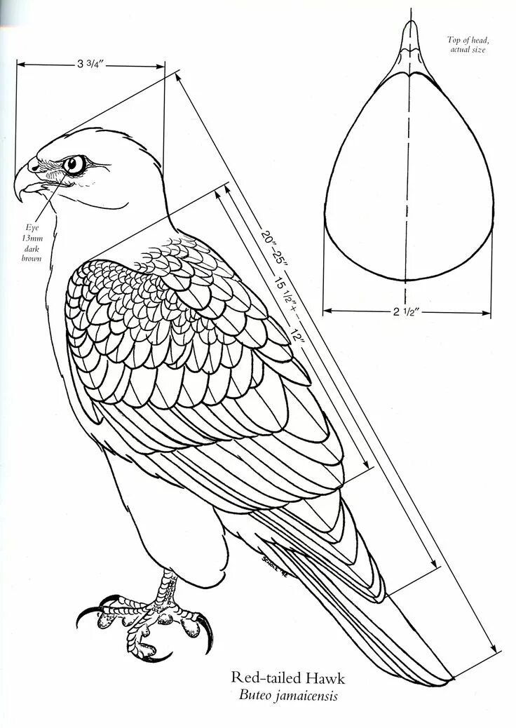 Птицы из дерева своими руками чертежи Pin on Woodworking Bird carving patterns, Wood carving patterns, Bird drawings