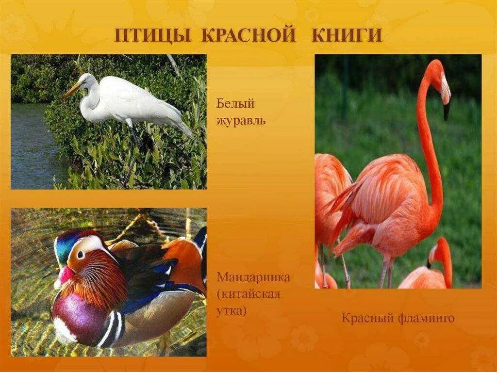 Птицы из красной книги фото Птицы внесены в красную книгу