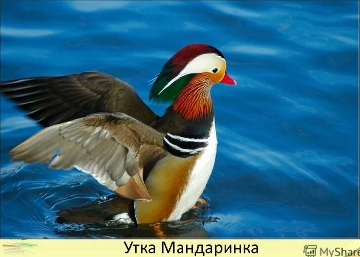 Птицы из красной книги фото Screenshot Mandarin duck, Duck photo, Pet birds