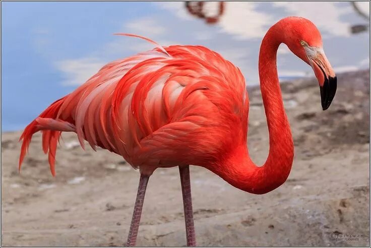 Птицы из красной книги фото Российский Сервис Онлайн-Дневников Birds, Flamingo, Birdland