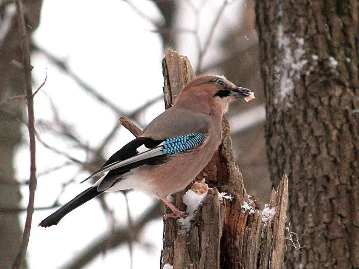 Птицы калужской области фото с названиями лесные Фотокаталог птиц: Сойка (Garrulus glandarius)