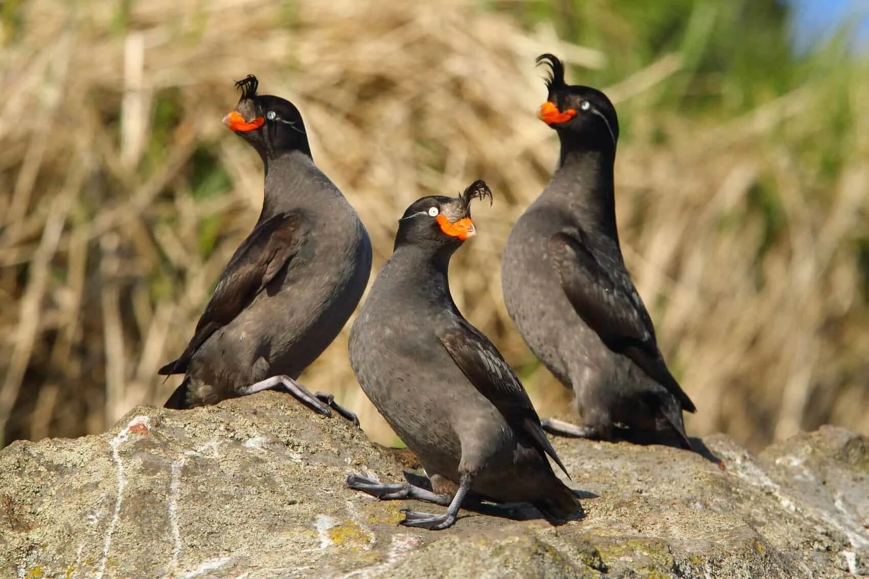 Птицы камчатки фото Cruise in the Sea of Okhotsk - Sea Lions Watching Tour