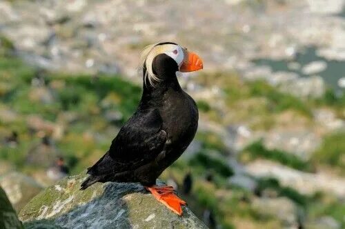 Птицы камчатки фото с названиями Pin by Dime Nado on Kamchatka Animals, Bird