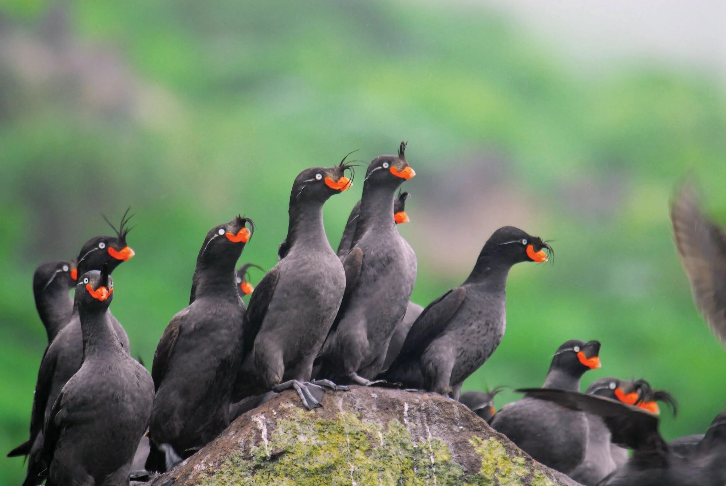 Птицы камчатки фото с названиями Auklets, Far East Russia Of Fox and Foe in the Land of Snow Sea birds, Birds, Ar