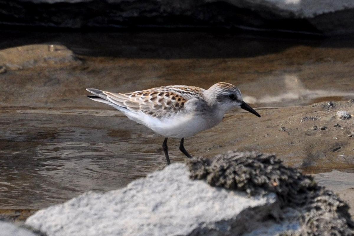 Птицы камчатки фото с названиями Rufous-necked Stint (Calidris ruficollis). Birds of Siberia.