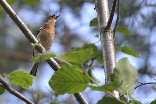 Птицы карелии фото с названиями лесные Birds of Karelia #Карелия Karelia - tourism, recreation, beauty of nature 2019 К