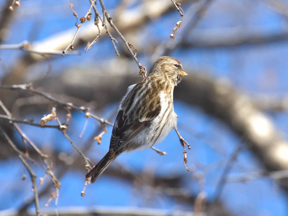 Птицы карелии описание фото Common Redpoll (Acanthis flammea). Birds of Siberia.