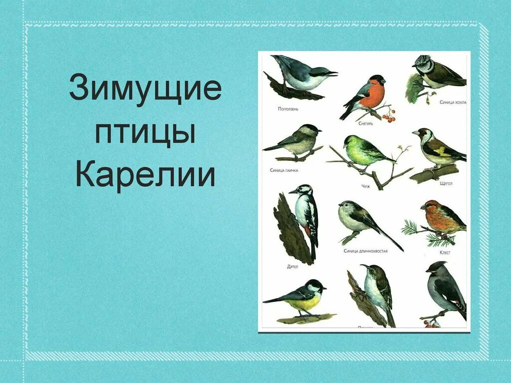 Птицы карелии описание фото Картинки КАРТИНКИ ПТИЦ С НАЗВАНИЯМИ И ОПИСАНИЕМ