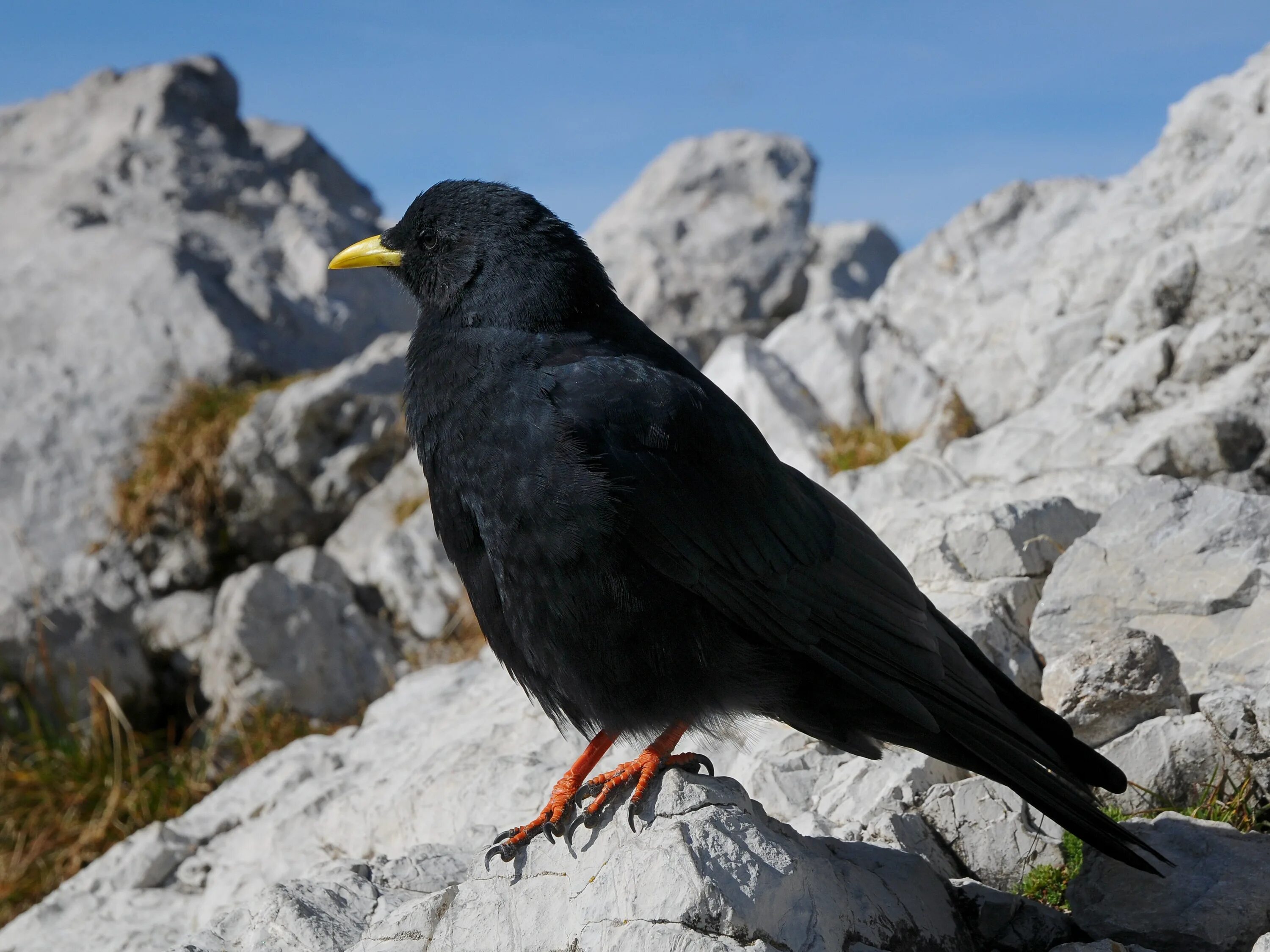 Птицы кавказа фото с названием File:Alpendohle, Pyrrhocorax graculus 3.JPG - Wikimedia Commons