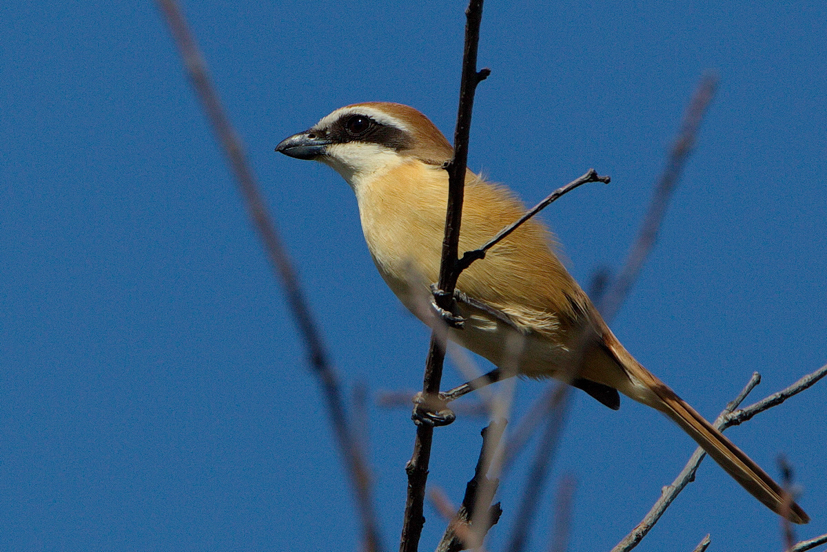 Птицы кавказа фото с названием Brown Shrike (Lanius cristatus). Birds of Siberia.