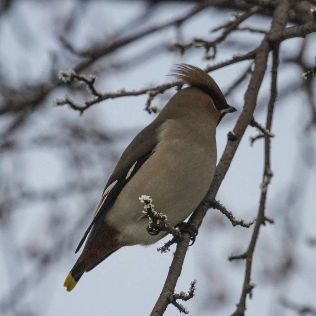 Птицы казани фото Bohemian Waxwing (Bombycilla garrulus). Birds of Siberia.