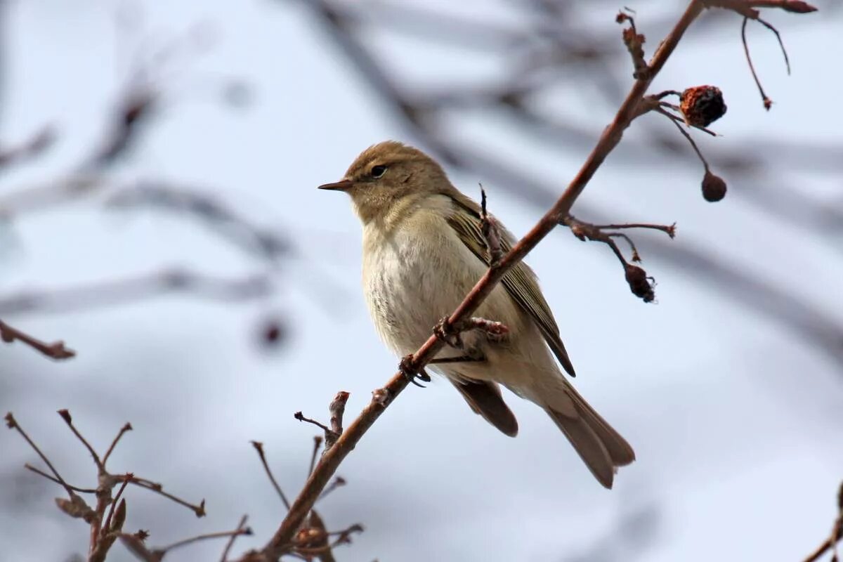 Птицы кемерово фото Common Chiffchaff (Phylloscopus collybita). Birds of Siberia.