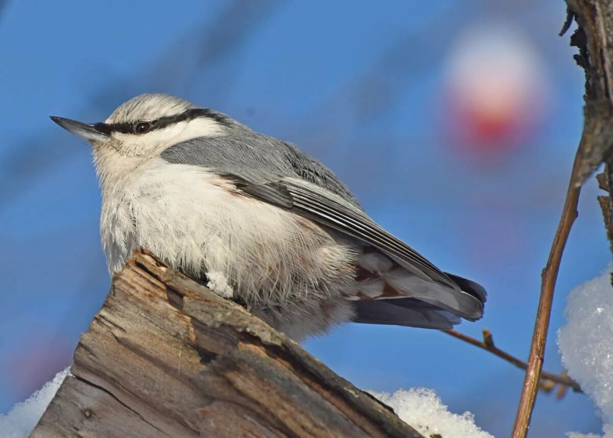 Птицы кемерово фото Eurasian Nuthatch (Sitta europaea). Birds of Siberia.