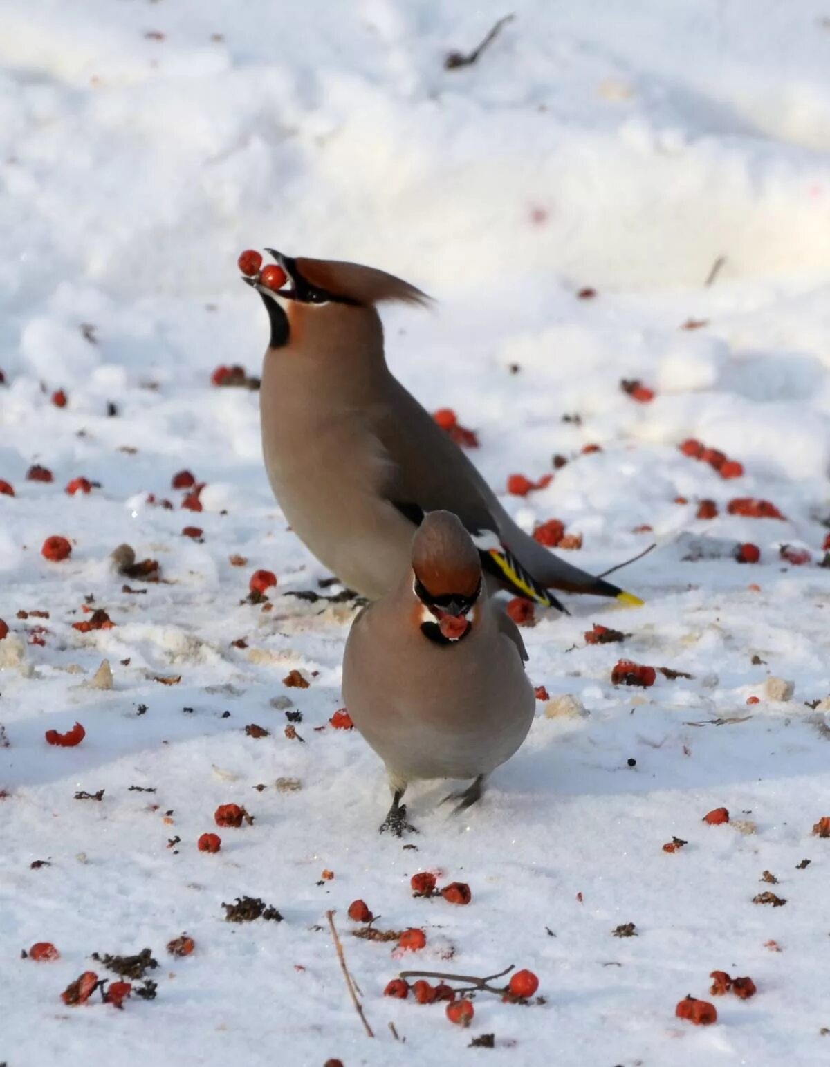 Птицы кемерово фото Bohemian Waxwing (Bombycilla garrulus). Birds of Siberia.