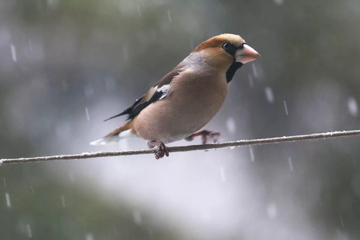 Птицы кемерово фото с названиями Hawfinch (Coccothraustes coccothraustes). Birds of Siberia.