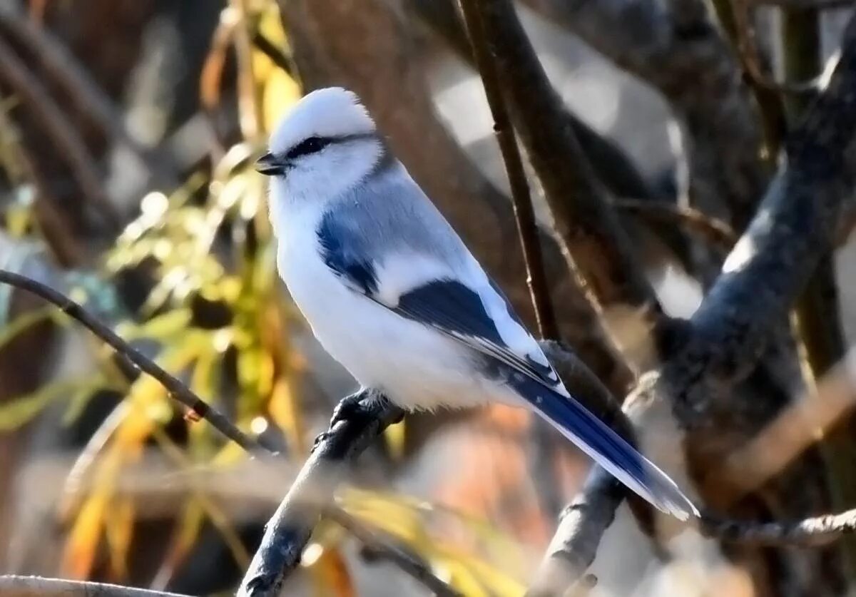 Птицы кемерово фото с названиями Azure Tit (Parus cyanus). Birds of Siberia.