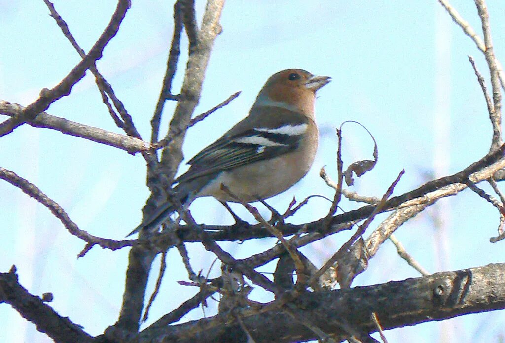 Птицы кемерово фото с названиями Common Chaffinch (Fringilla coelebs). Birds of Siberia.