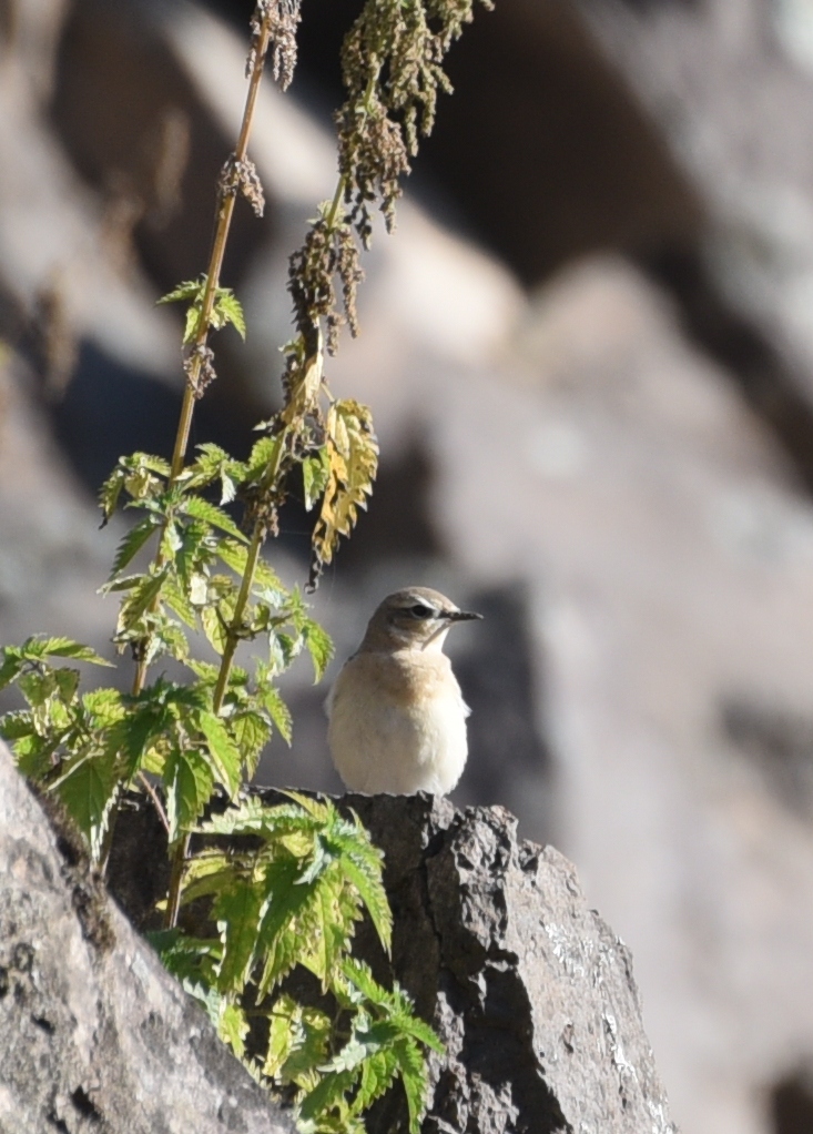 Зяблик (Fringilla coelebs). Птицы Сибири.