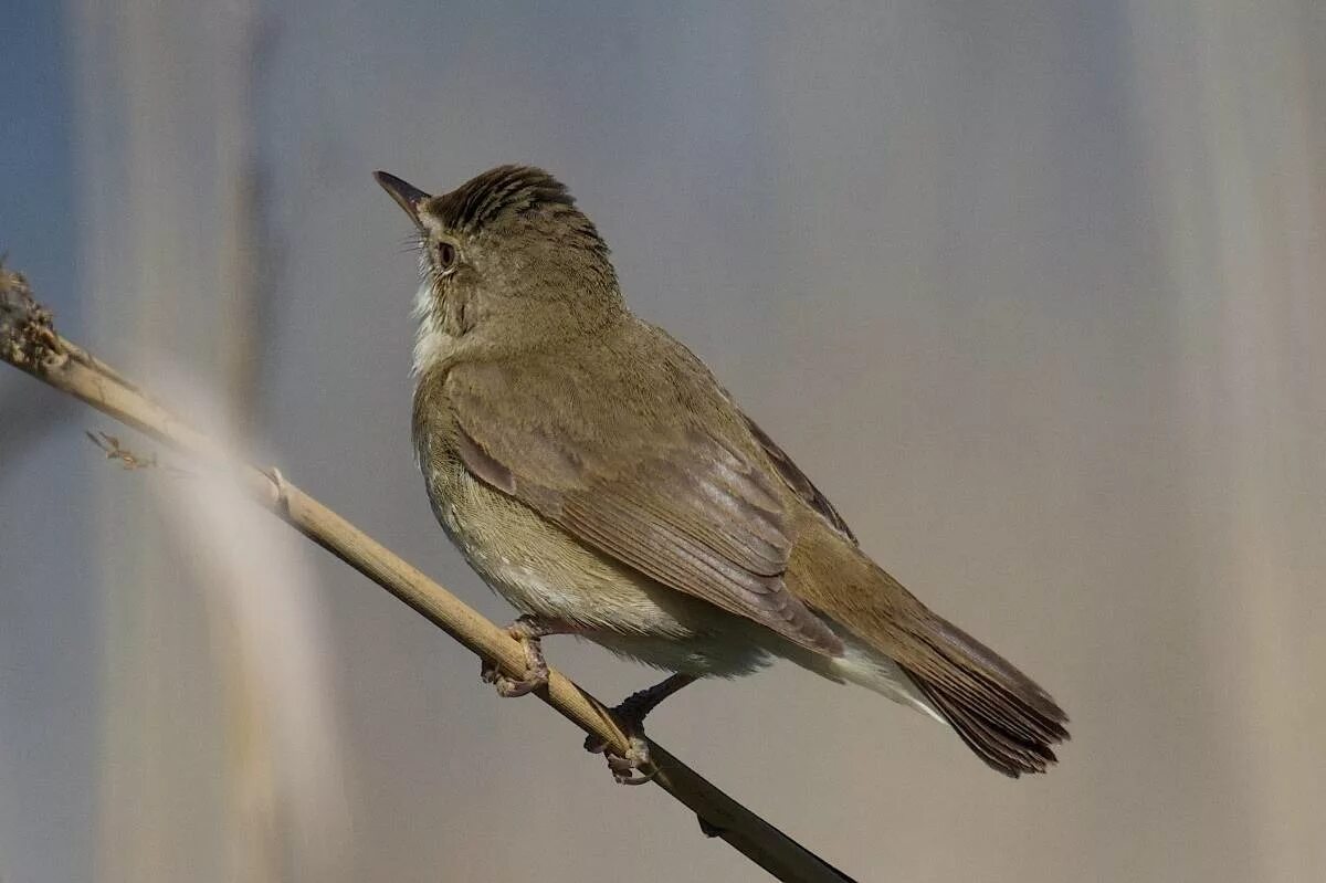 Птицы кировской фото с названиями Blyth's Reed Warbler (Acrocephalus dumetorum). Birds of Siberia.