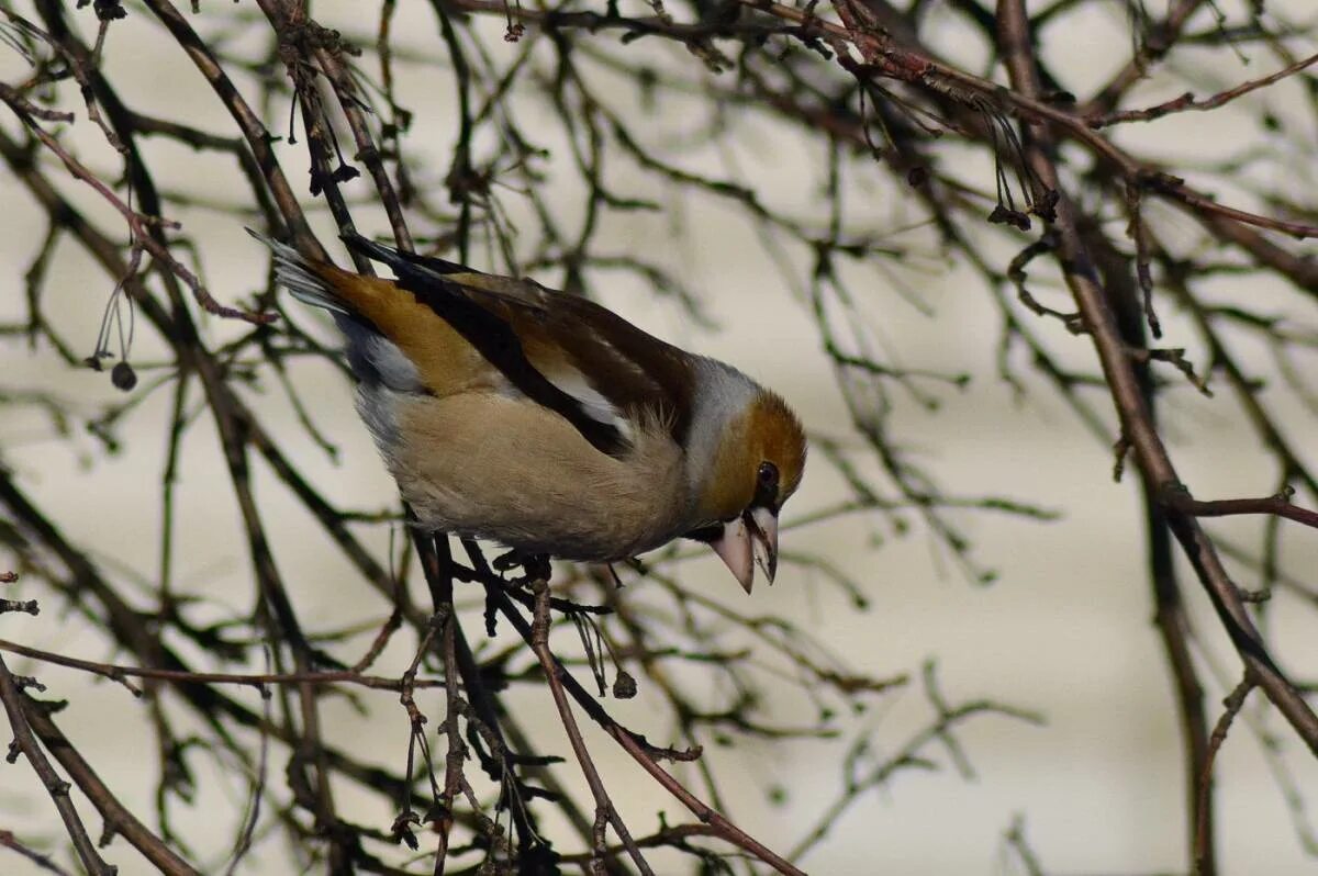 Птицы кировской фото с названиями Hawfinch (Coccothraustes coccothraustes). Birds of Siberia.