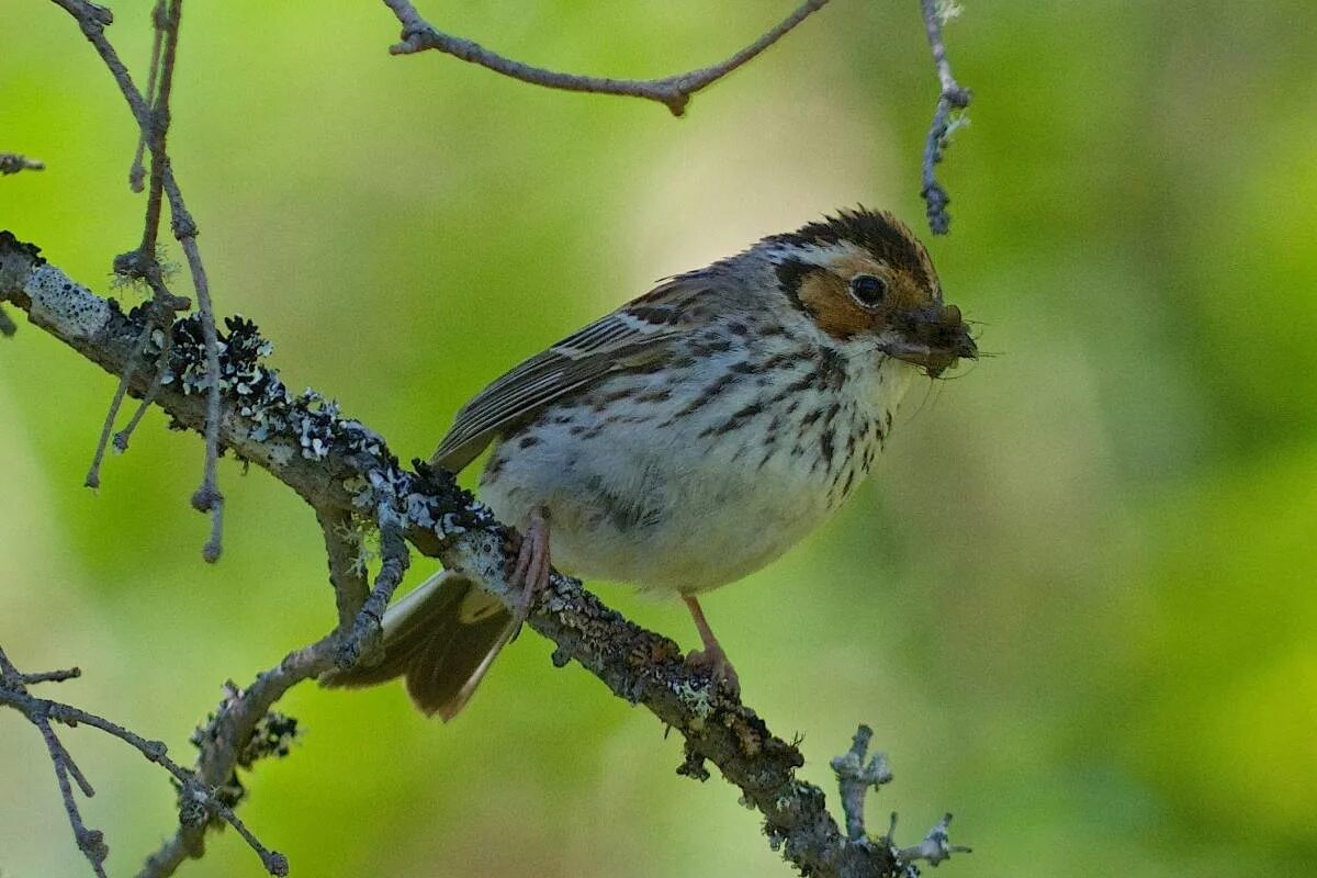 Птицы кировской фото с названиями Овсянка-крошка (Ocyris pusilla). Птицы Сибири.