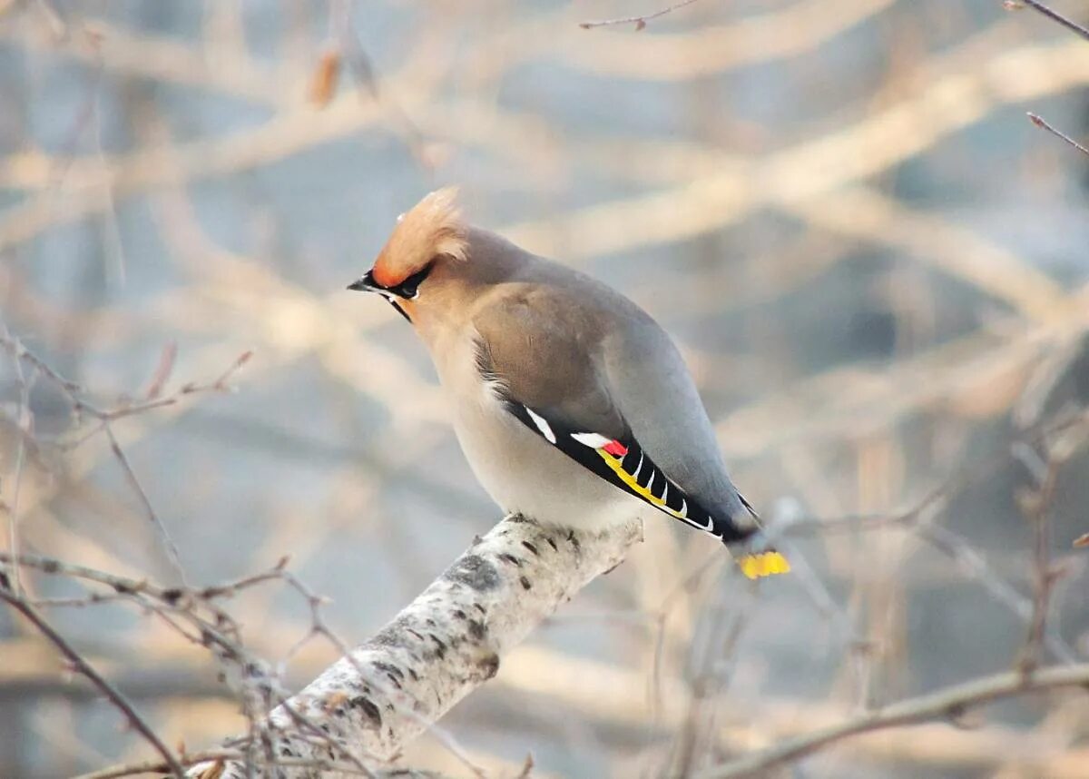 Птицы кировской фото с названиями Bohemian Waxwing (Bombycilla garrulus). Birds of Siberia.