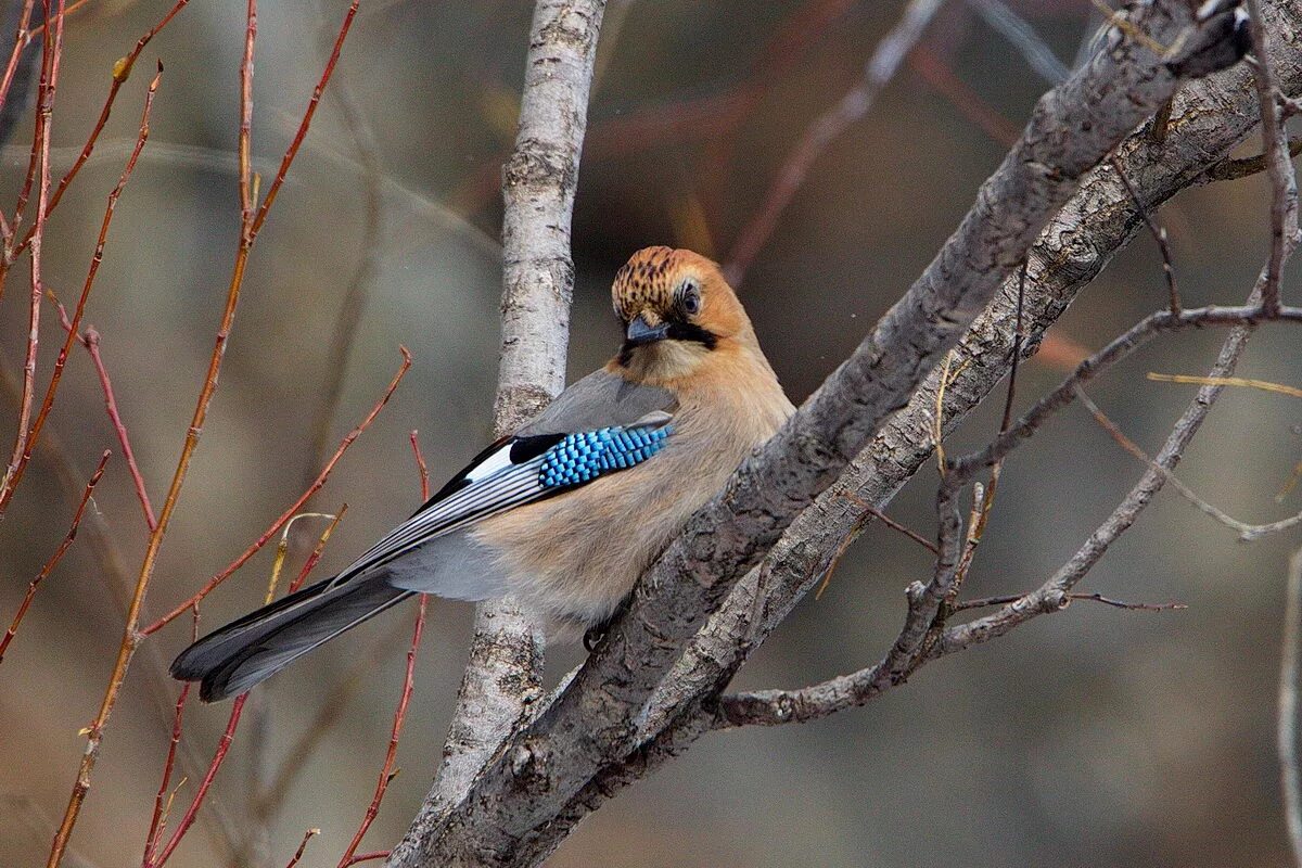 Птицы кировской фото с названиями Eurasian Jay (Garrulus glandarius). Birds of Siberia.