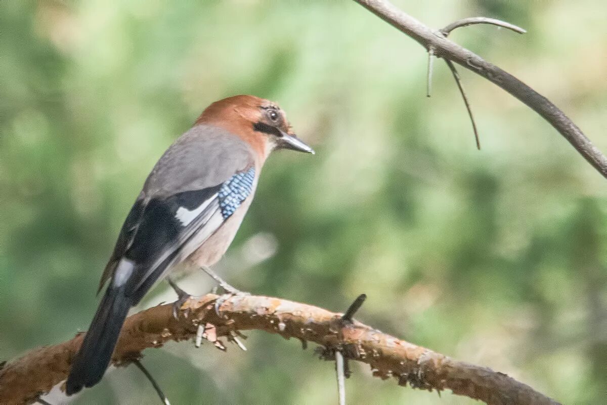 Птицы кировской области фото с названиями лесные Eurasian Jay (Garrulus glandarius). Birds of Siberia.