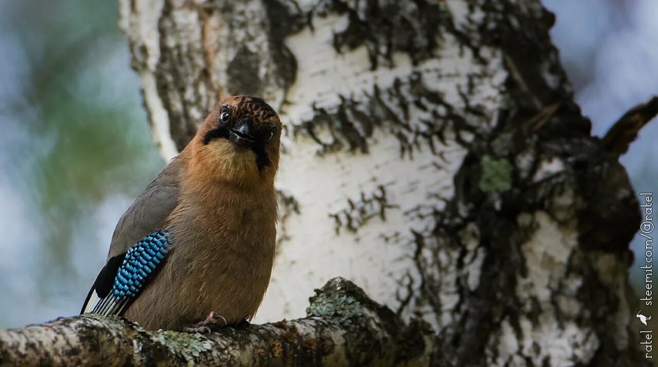 Птицы кировской области фото с названиями лесные Ratel's photos #168 Forest Birds-119 - Steemit